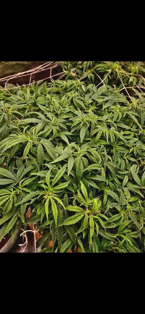 Sweet seeds winter run. Week 6