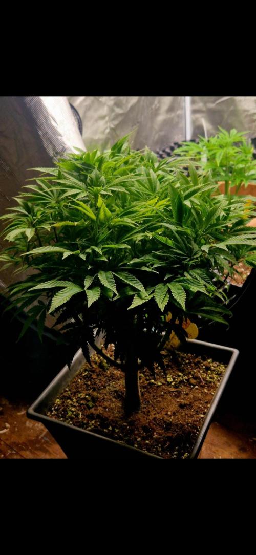 Sweet seeds winter run. Week 6