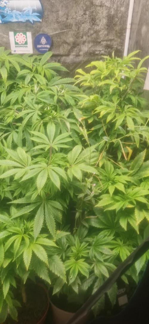 Original sensible seeds