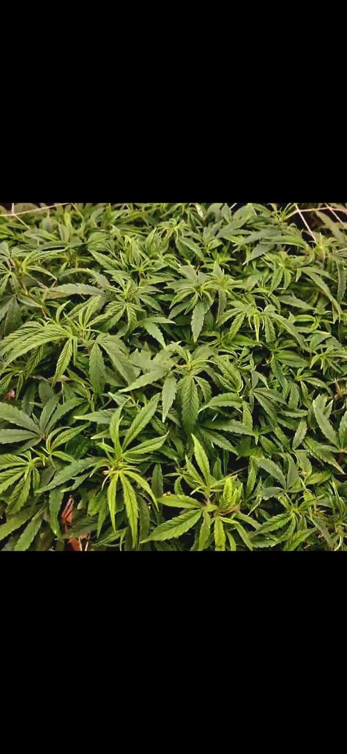 Sweet seeds winter run. Week 7