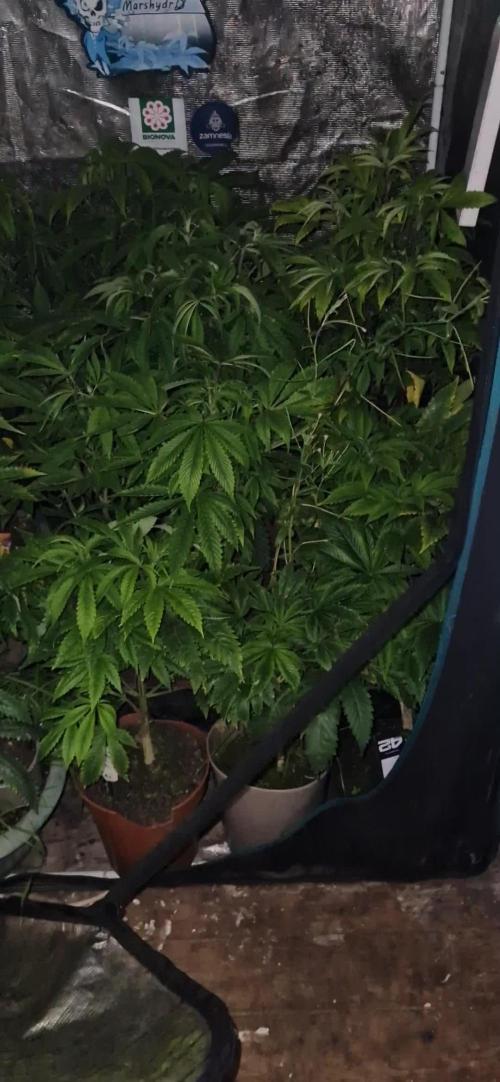 Original sensible seeds