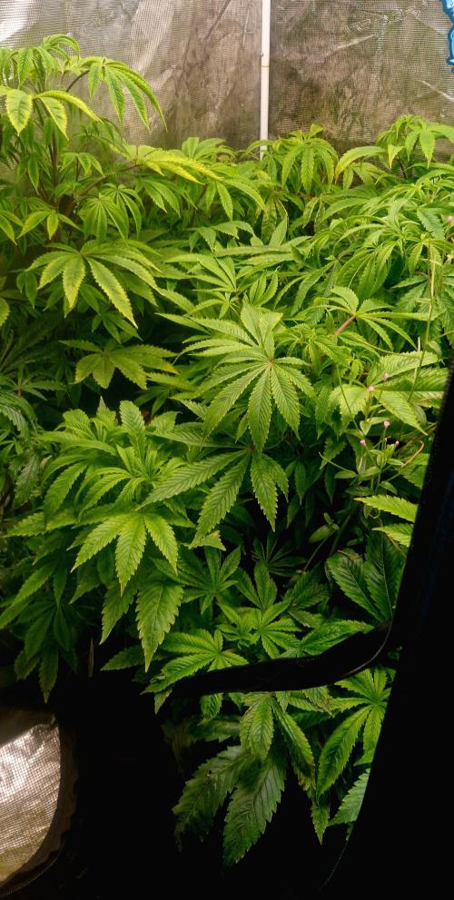 Original sensible seeds. Week 10