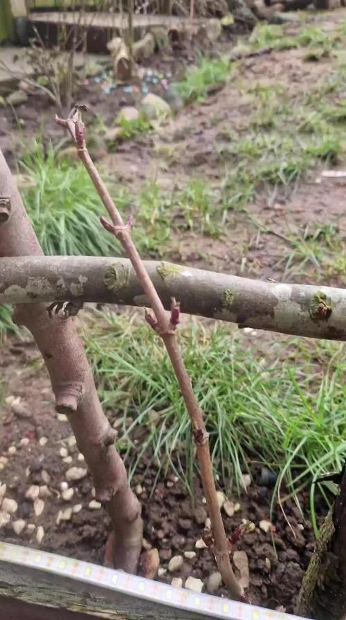 Original sensible seeds