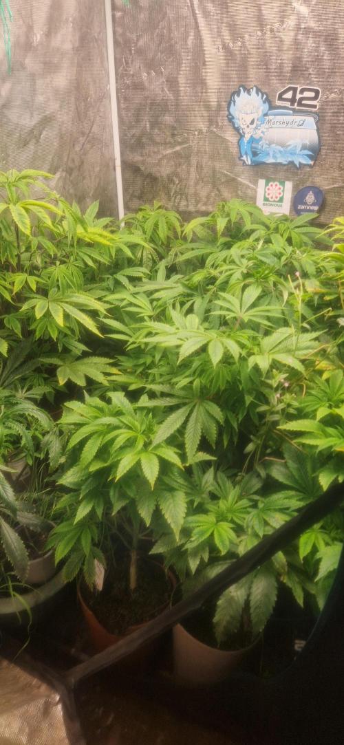 Original sensible seeds. Week 10