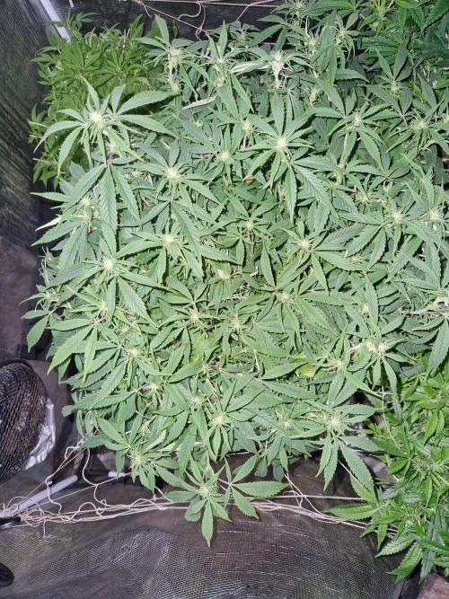 Sweet seeds winter run. Week 8