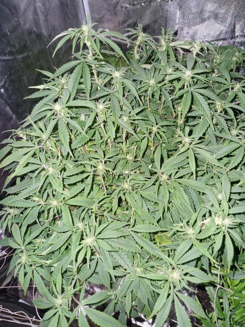 Sweet seeds winter run. Week 8