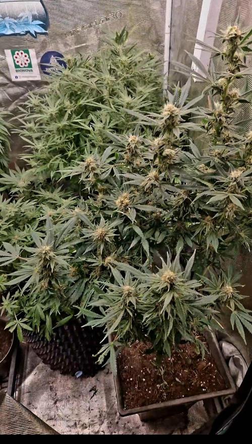 Sweet seeds winter run. Week 9