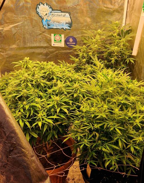 Sweet seeds winter run. Week 11