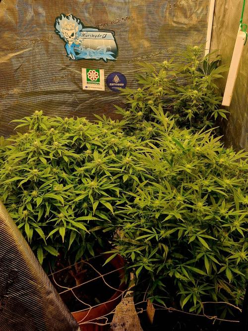 Sweet seeds winter run. Week 11
