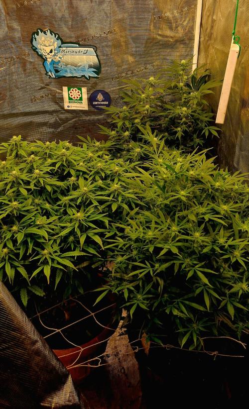 Sweet seeds winter run. Week 11