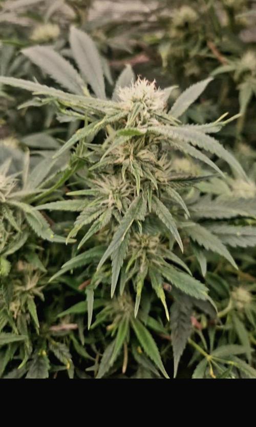 Sweet seeds winter run. Week 11