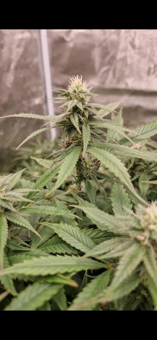 Original sensible seeds. Week 11