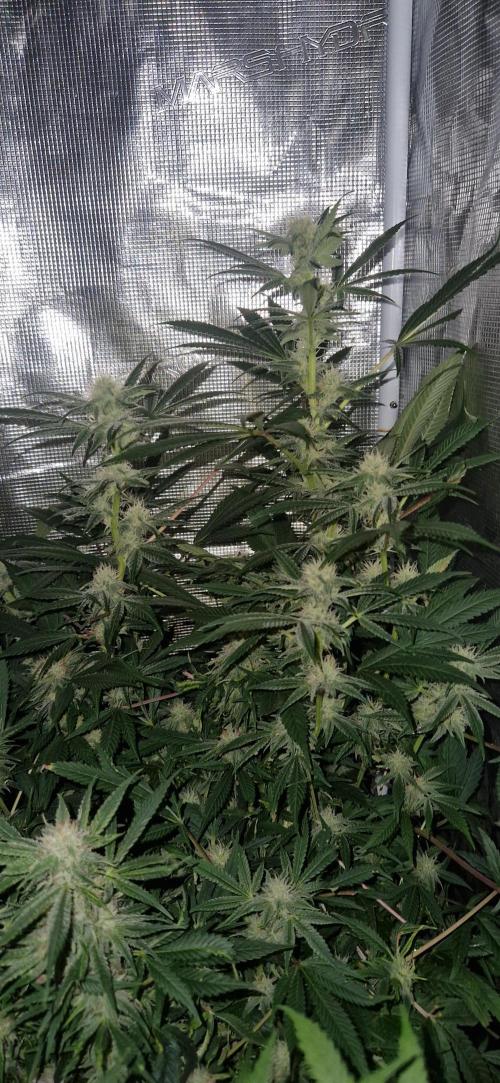 Original sensible seeds. Week 11