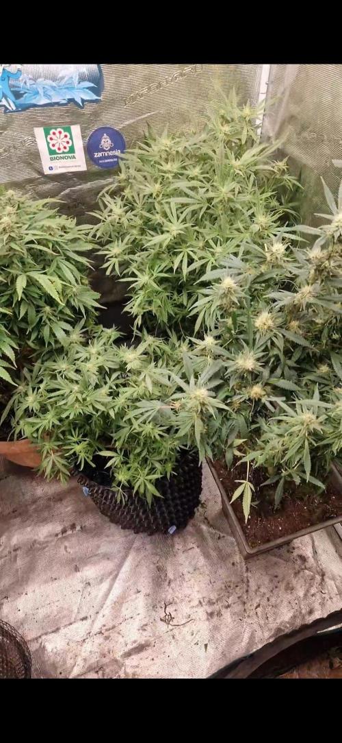Original sensible seeds. Week 11
