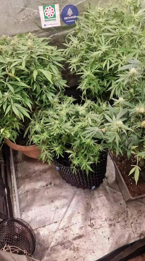 Original sensible seeds