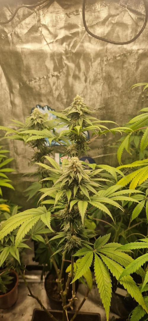 Original sensible seeds. Week 12