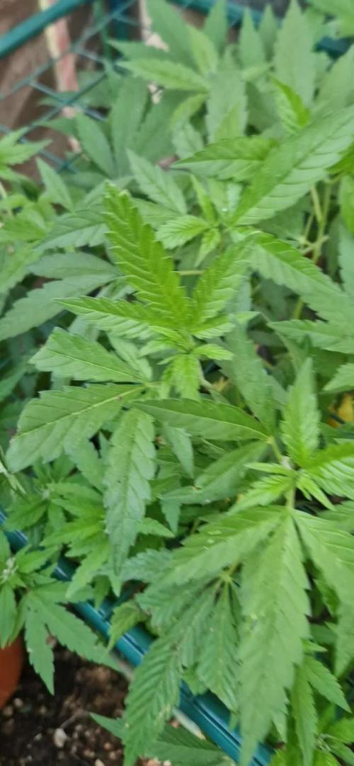 Kannabia