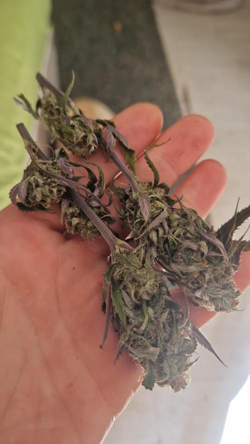 Original sensible seeds. Week 13