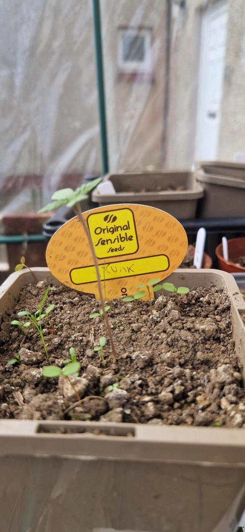Original sensible seeds 2026. Week 1