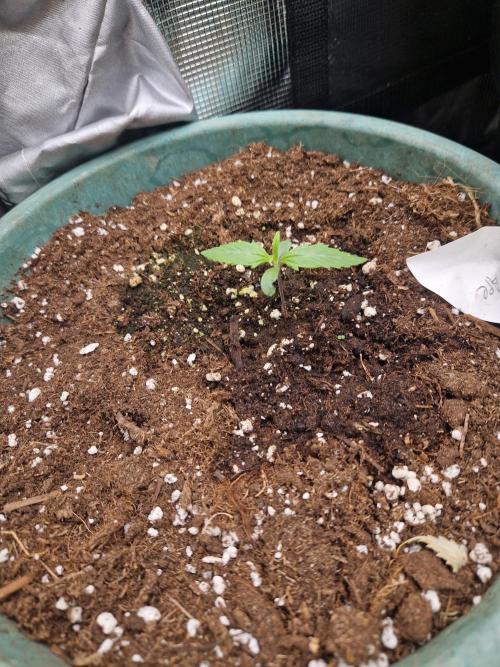 Pure skunk kannabia. Week 1