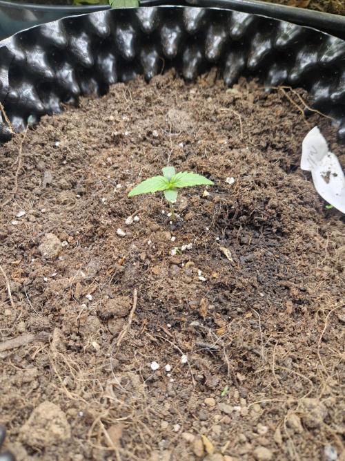 Pure skunk kannabia. Week 1