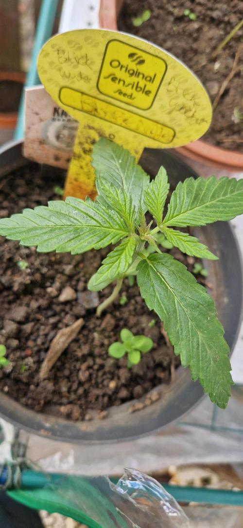 Original sensible seeds 2026. Week 2