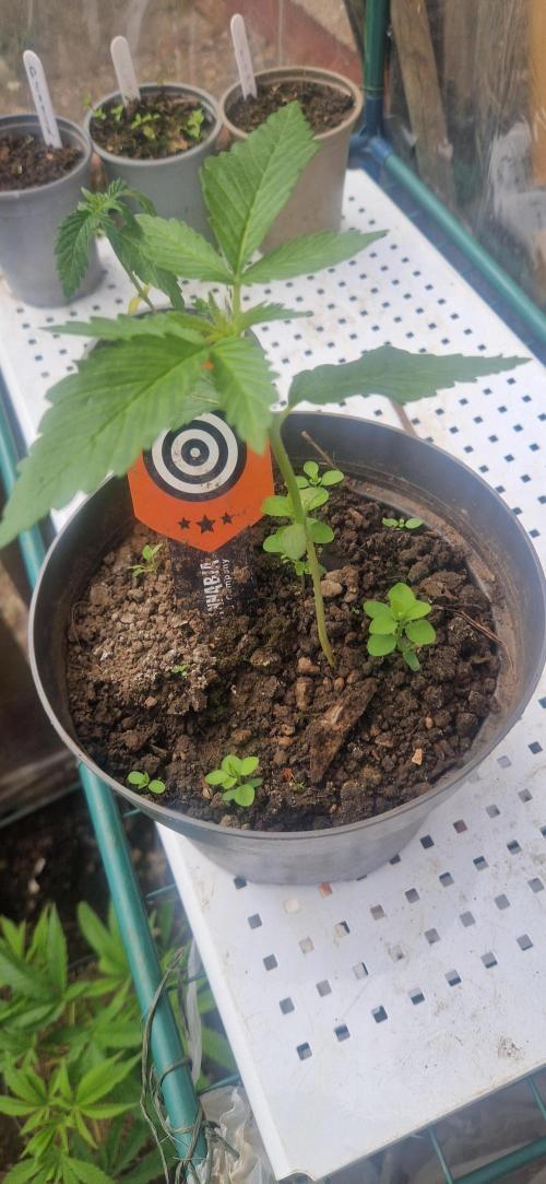 Pure skunk kannabia. Week 2