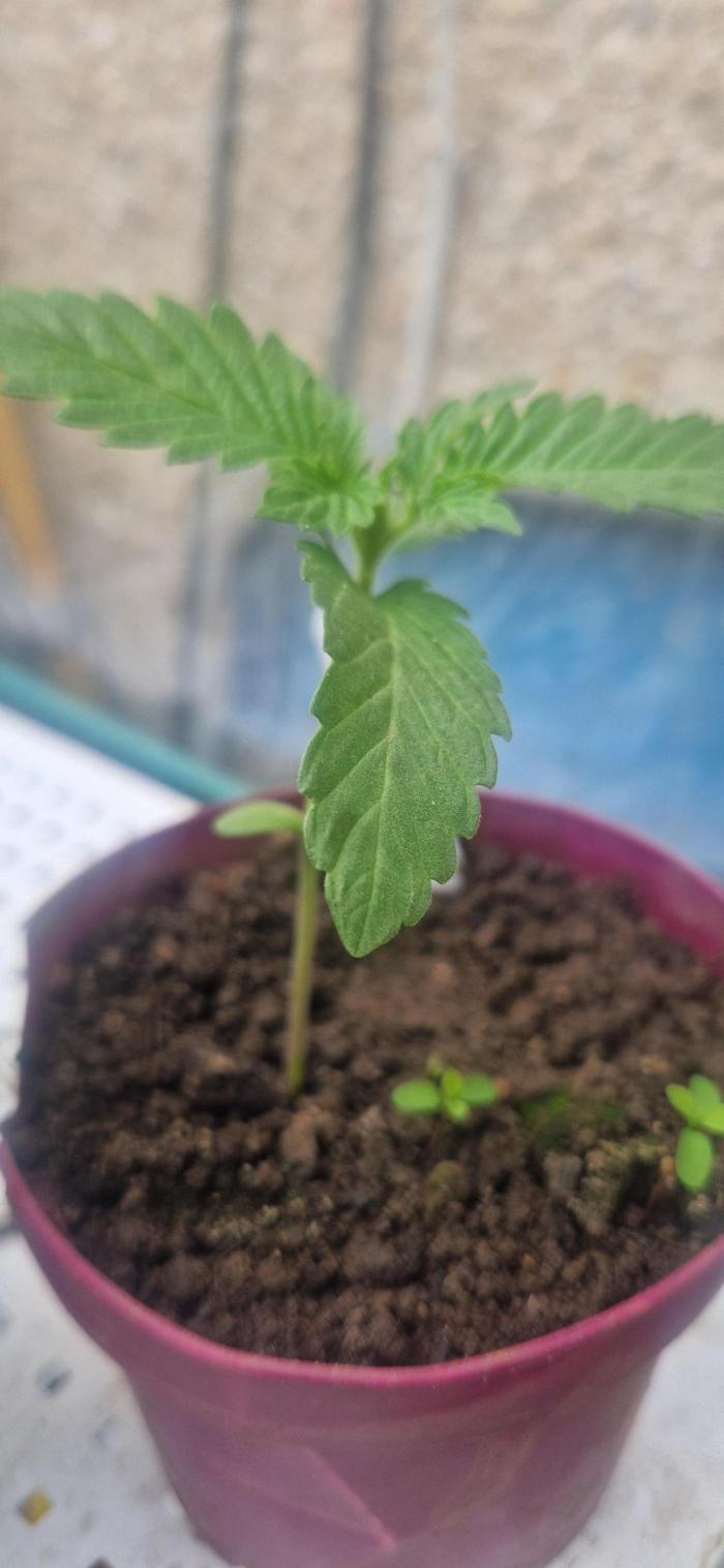Mexican satvia. Week 2