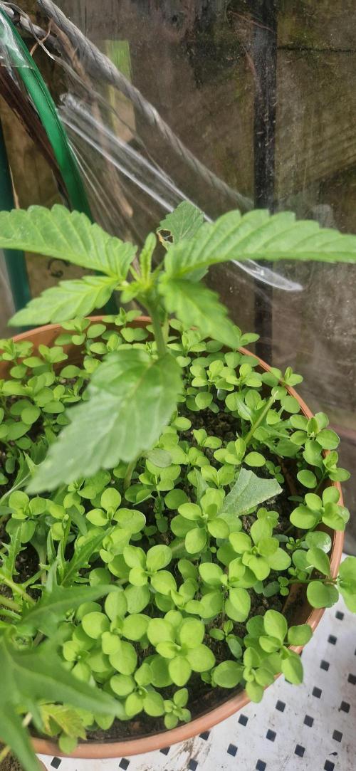 Melonade k. Week 3