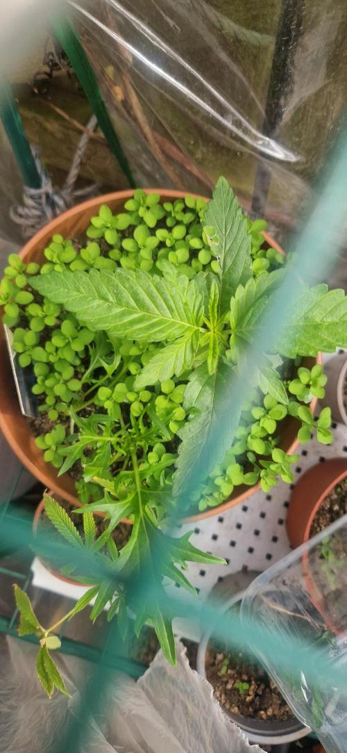 Melonade k. Week 3