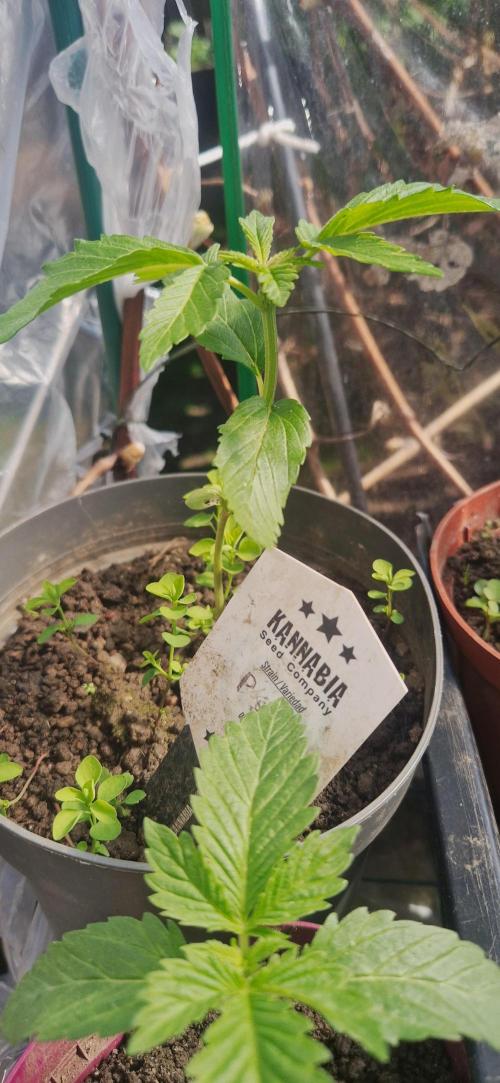 Sunset sherbert kannabia. Week 3