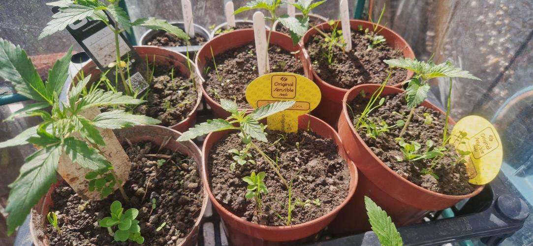 Original sensible seeds 2026. Week 3