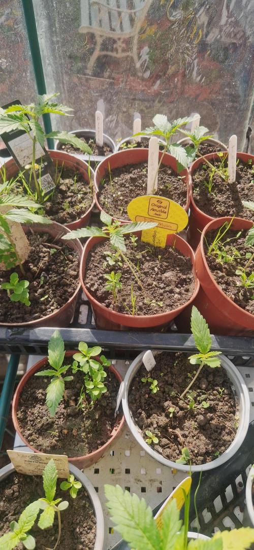 Original sensible seeds 2026. Week 3