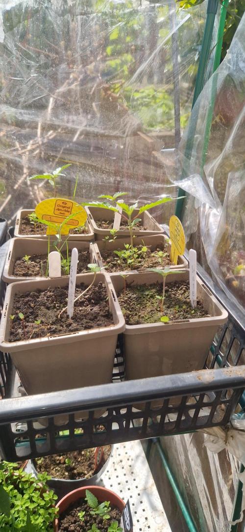 Mexican satvia. Week 3