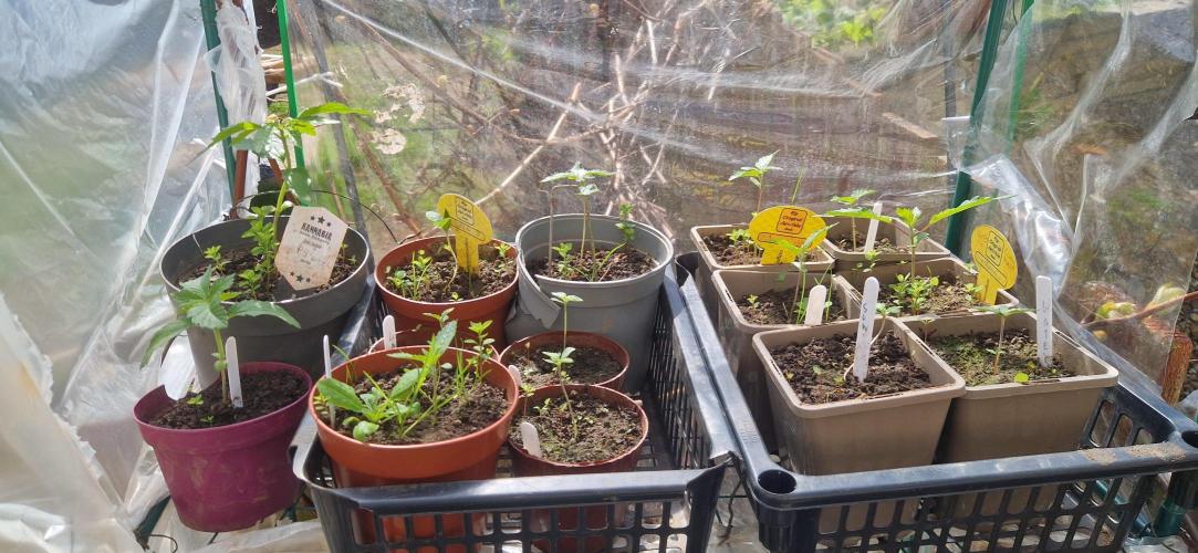 Mexican satvia. Week 3