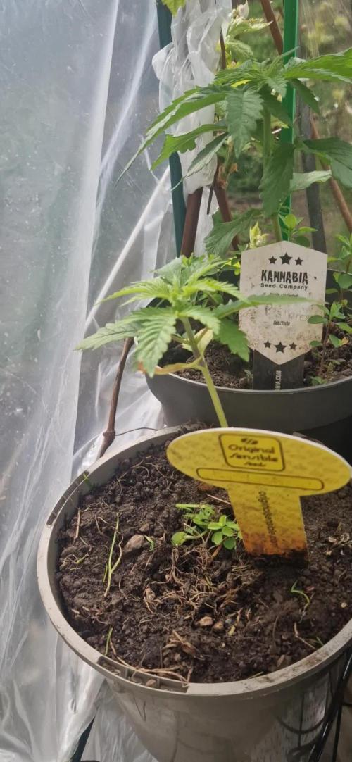 Original sensible seeds 2026