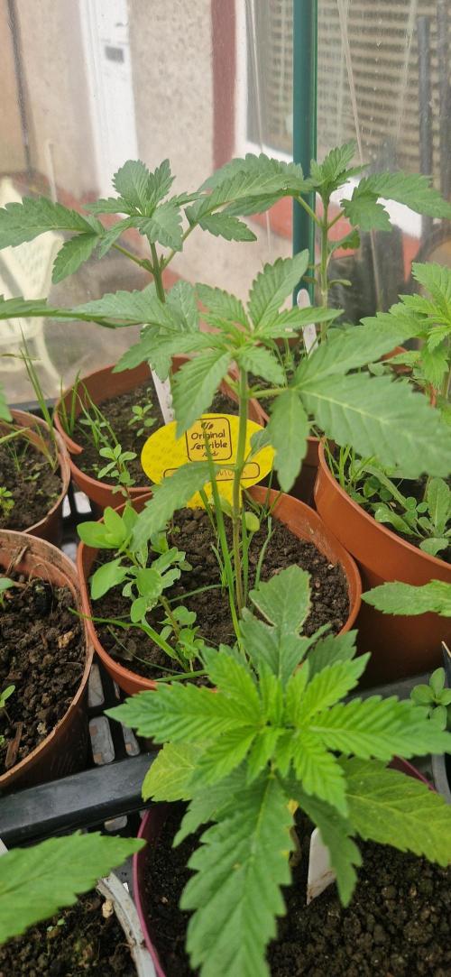 Original sensible seeds 2026. Week 4