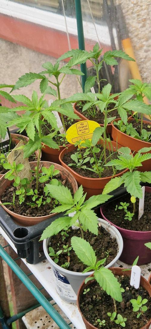Original sensible seeds 2026. Week 4