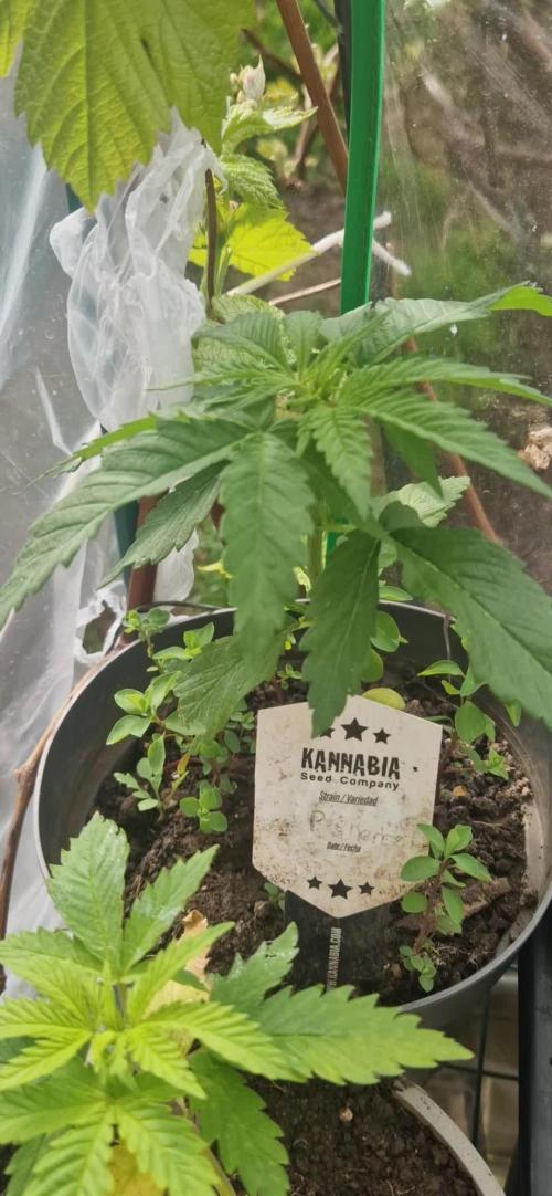 Pure skunk kannabia
