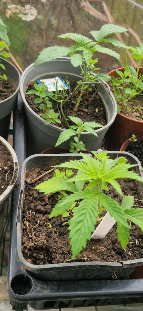 Pure skunk kannabia. Week 3