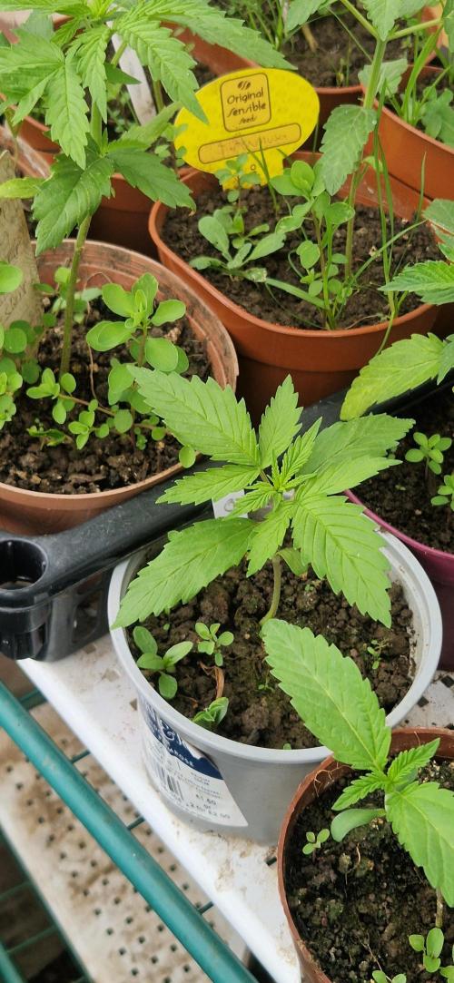 Candy cream  go fast kannabia. Week 3
