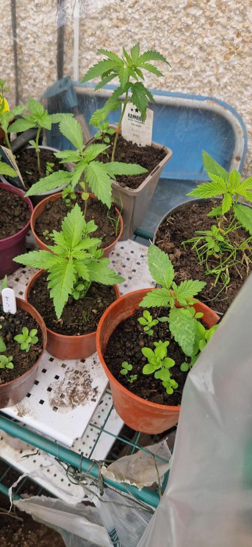 Candy cream  go fast kannabia. Week 3