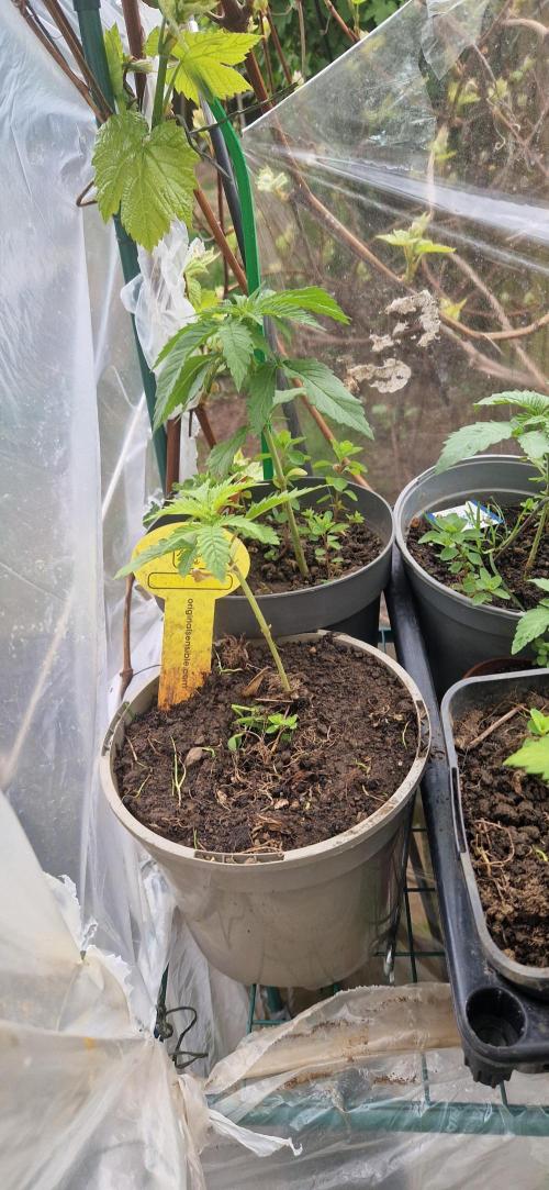 Candy cream  go fast kannabia. Week 3