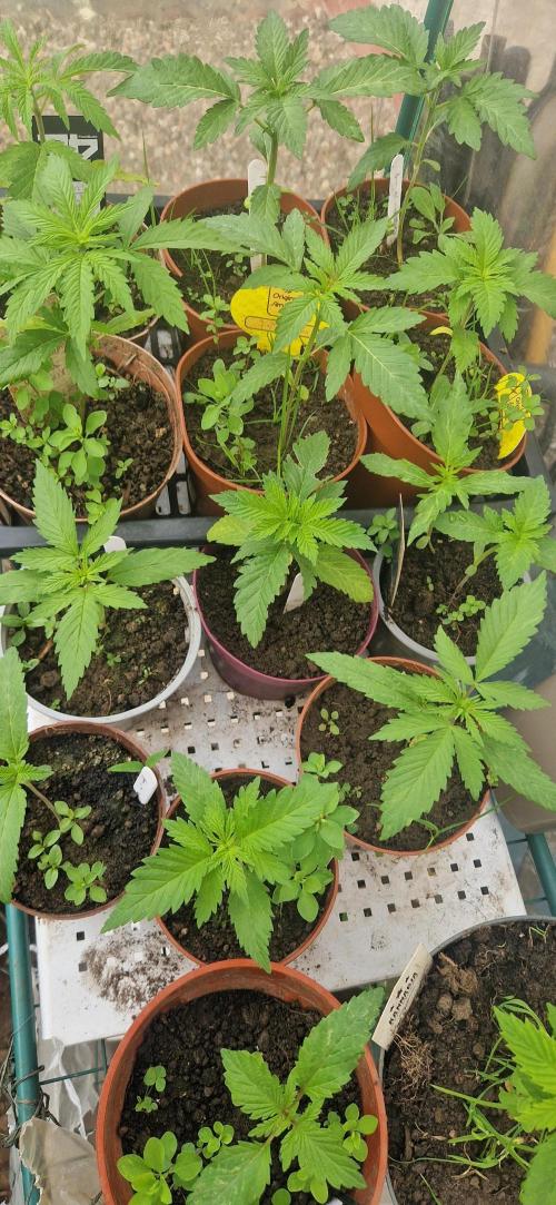 A-Haze go fast. Week 3
