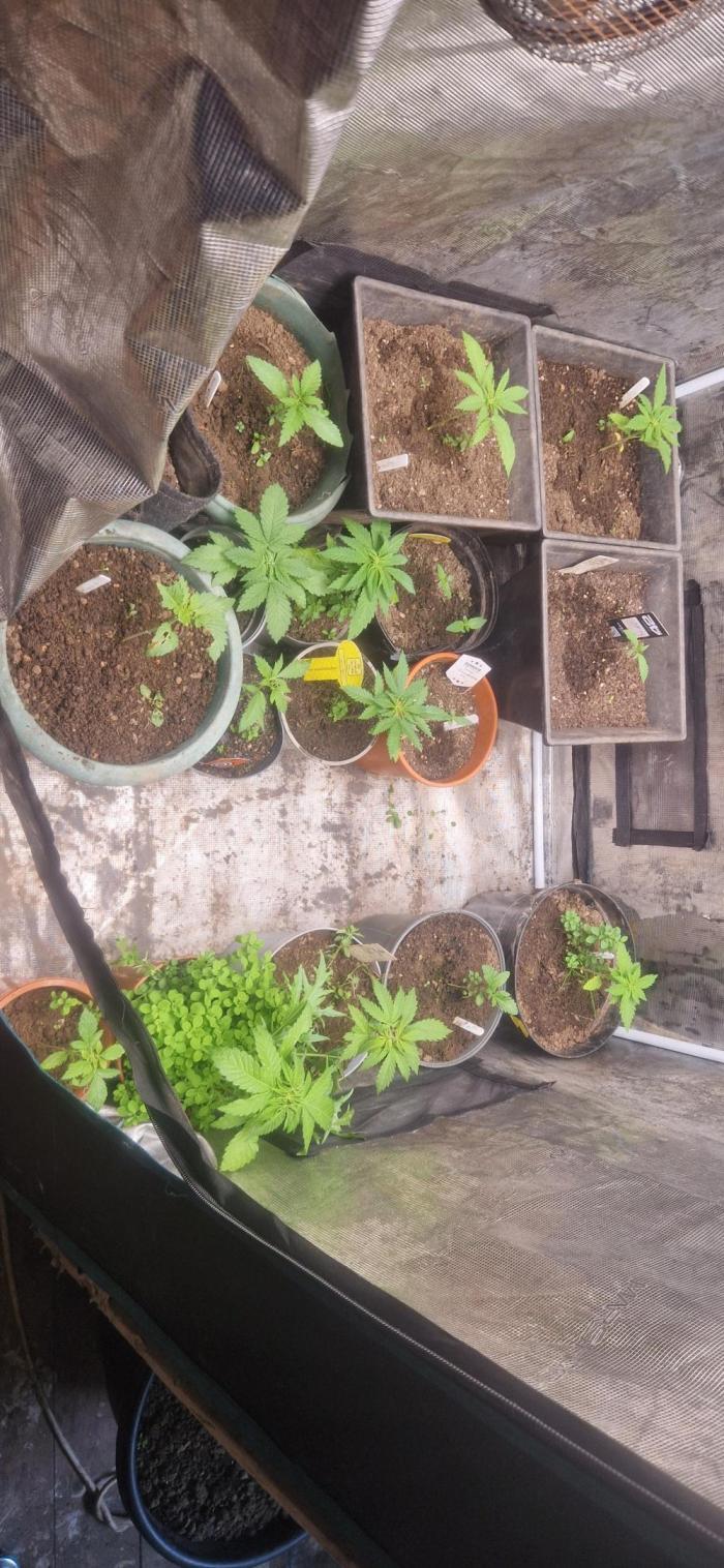 Pure skunk kannabia. Week 4