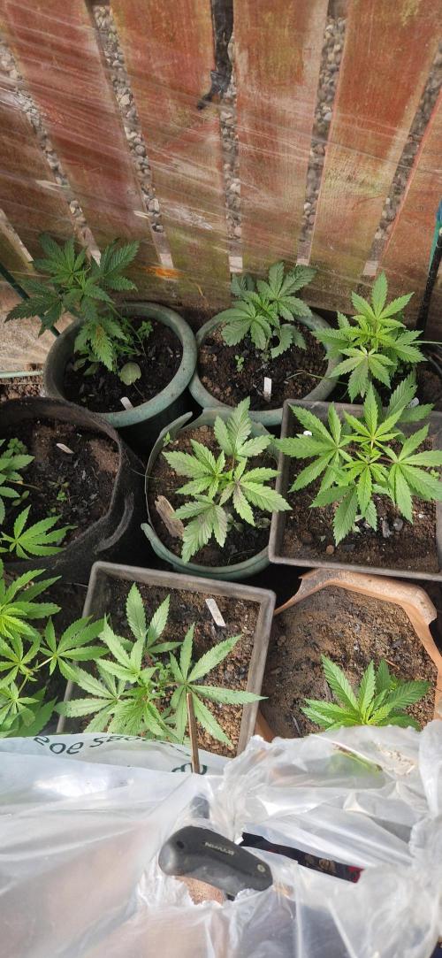 A-Haze go fast. Week 5