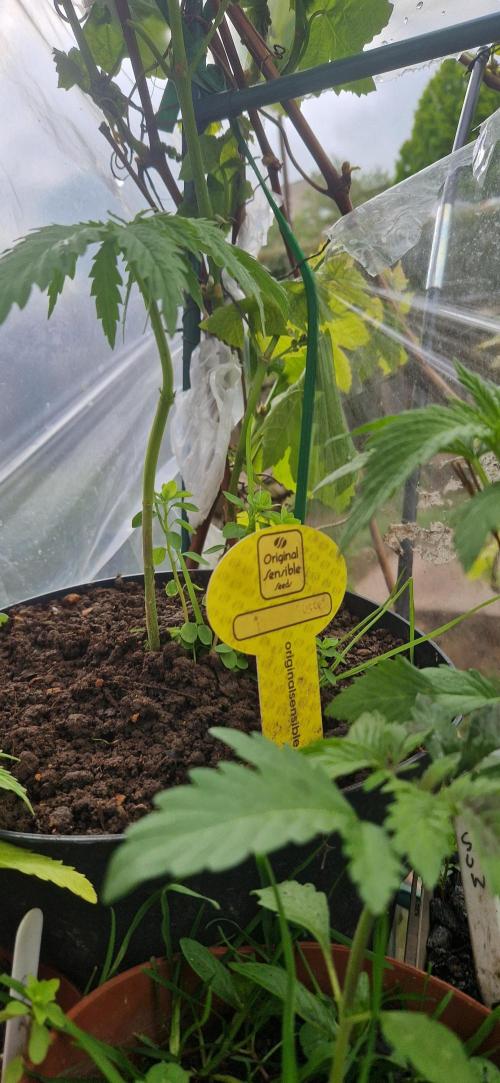 Original sensible seeds 2026. Week 5