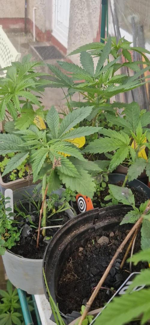 Original sensible seeds 2026
