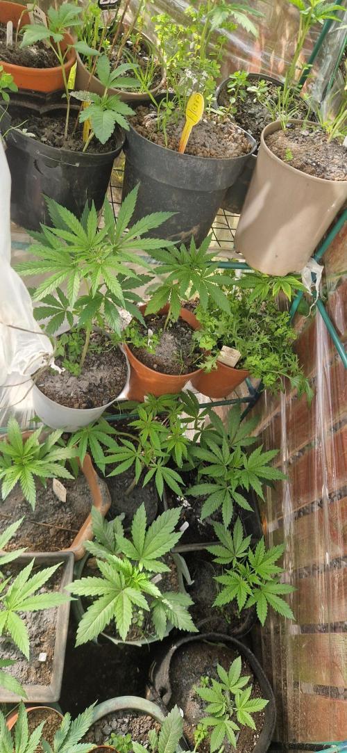 Sunset sherbert kannabia. Week 5