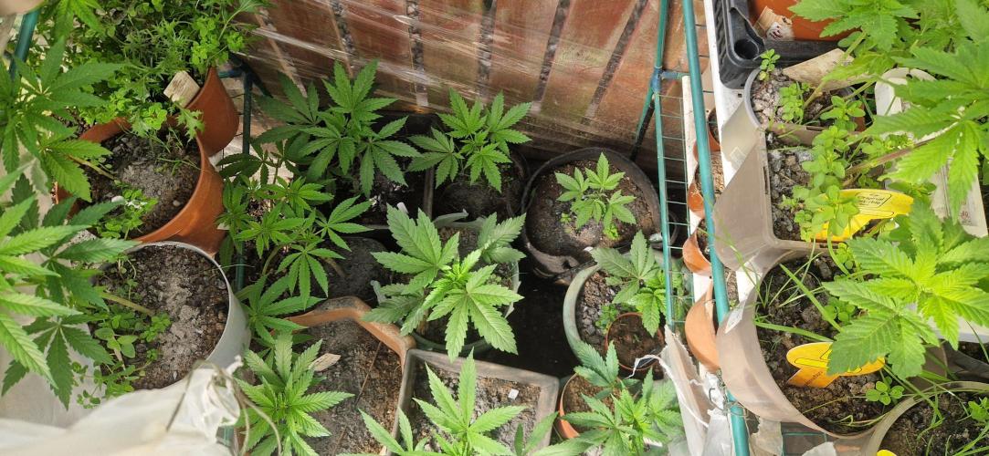 Sunset sherbert kannabia. Week 5